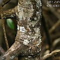 Rhizophora mucronata (Long-fruited Mangrove) in Chinamans Creek オオバヒルギ<br />Canon KDX (400D) + EFS60 F2.8
